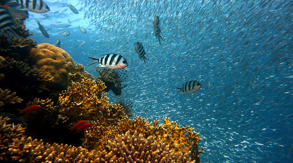 Fisk ved koralrev